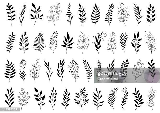 ilustrações de stock, clip art, desenhos animados e ícones de hand drawn plants - floral vector