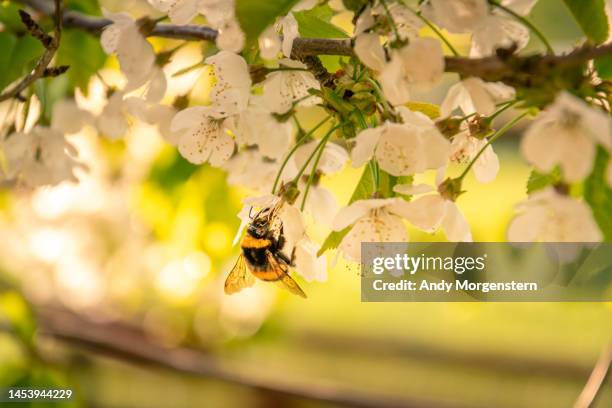 bee on a flower on a tree - frühling deutschland stock-fotos und bilder