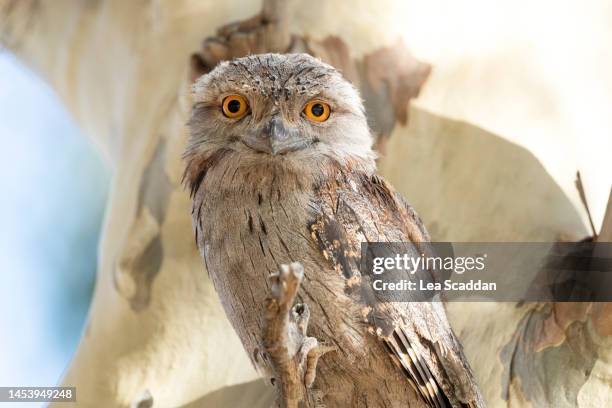 tawny frogmouth in a tree - wildlife reserve stock pictures, royalty-free photos & images