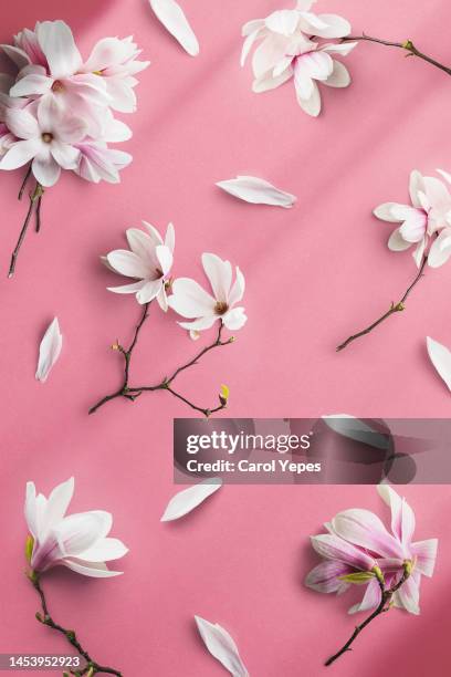 white flowers background - table font view stock pictures, royalty-free photos & images