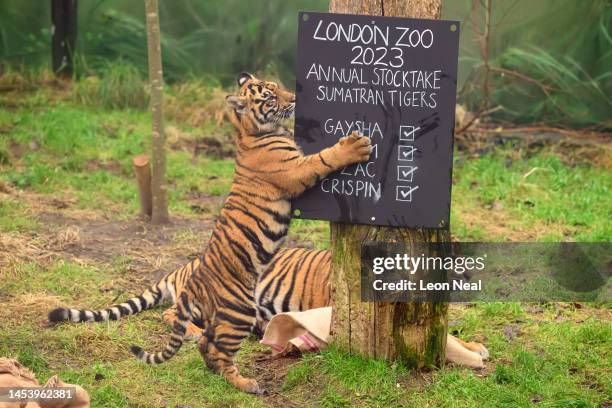 Sumatran tigers investigate a sign during a photocall to illustrate the annual stocktake at London Zoo on January 03, 2023 in London, England. The...