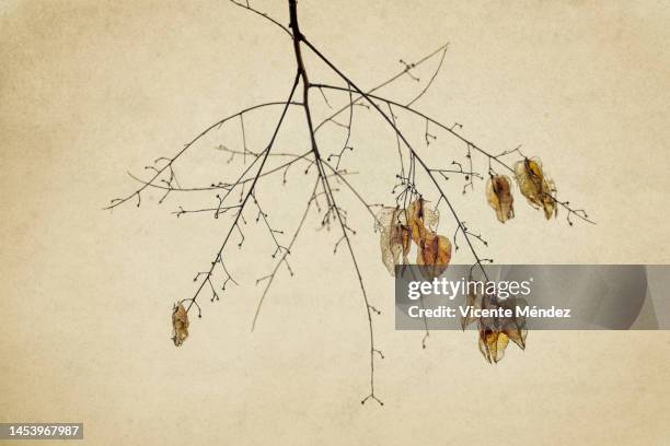 golden rain tree branches in winter - vellum stock pictures, royalty-free photos & images