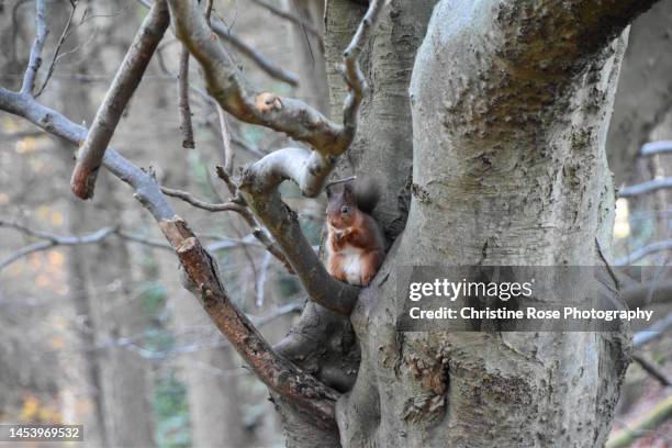 red squirrels wild in the woods - winter trees stock pictures, royalty-free photos & images