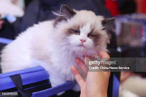 Cat is seen during a cat show on January 2, 2023 in Nanjing, Jiangsu Province of China.
