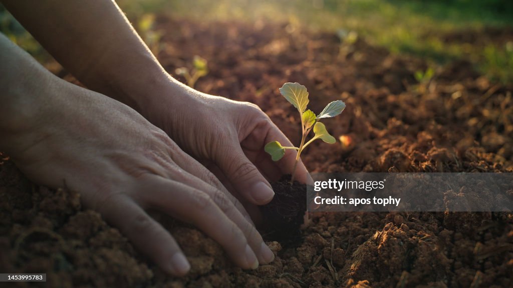 Seeding small plant in the soil