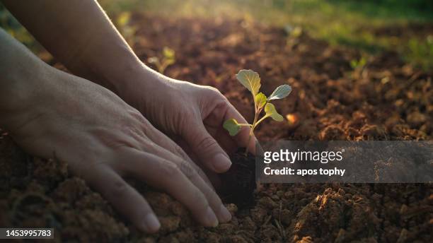 seeding small plant in the soil - pianta foto e immagini stock
