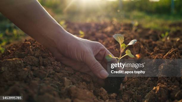 seeding small plant in the soil - sow photos et images de collection