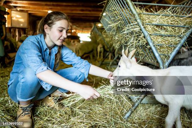 new generation of farmers - schapenboerderij stockfoto's en -beelden