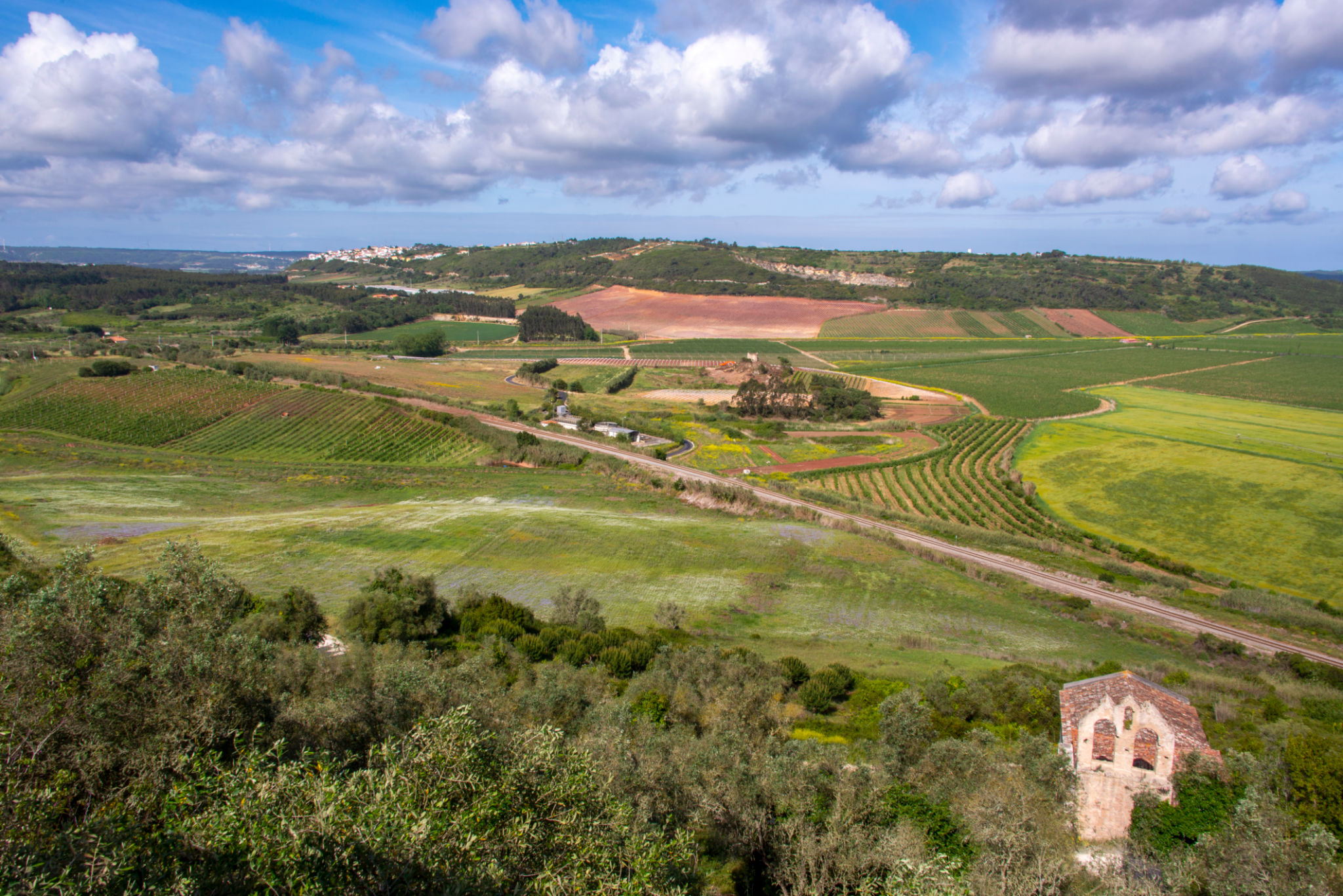 Lisbon vineyard