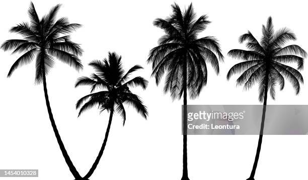 highly detailed palm trees - fruit white background stock illustrations