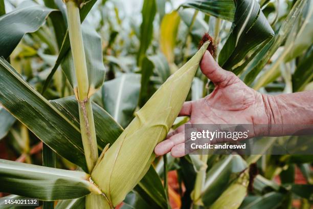 Hand Corn Rows 1,201 Hand Corn Field Stock Photos, High-Res Pictures, and Images ...
