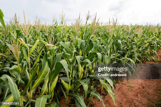 piantagione di mais - pannocchia foto e immagini stock