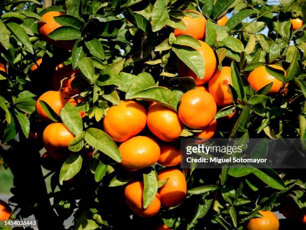 mandarin cultivation field - citrus grove stock pictures, royalty-free photos & images