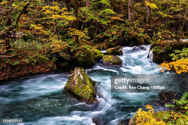 scenic view of waterfall in forest,japan - 十和田市 stock pictures, royalty-free photos & images