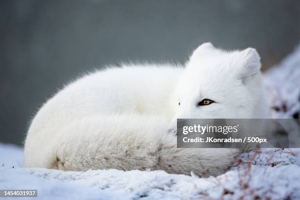 close-up of snow on field,dovrefjell national park board,norway - arctic fox stock pictures, royalty-free photos & images