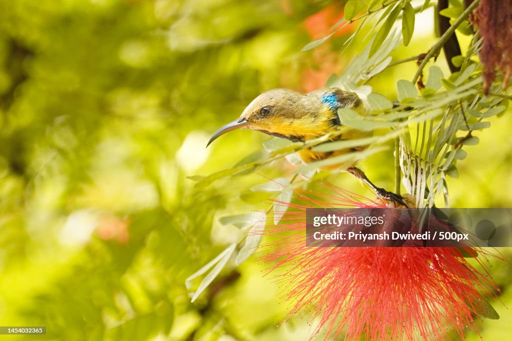 Close-up of sunsongkingfisher perching on plant