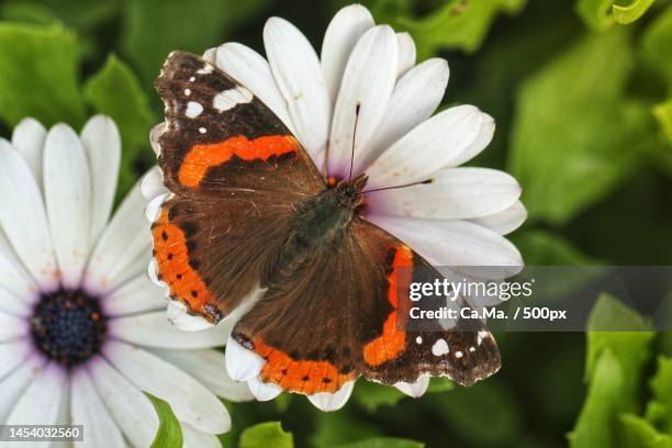 close-up of butterfly pollinating on flower - vanessa atalanta stock pictures, royalty-free photos & images