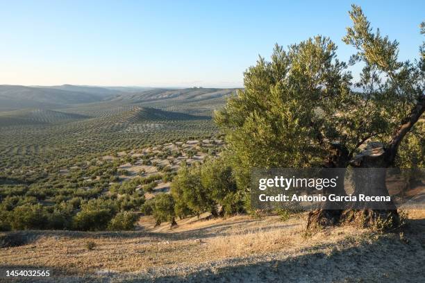 olive trees producing black olives for olive oil in jaen - jaén fotografías e imágenes de stock