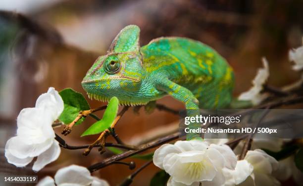 close-up of chameleon on plant,indonesia - jemenkameleon stockfoto's en -beelden