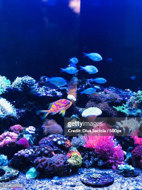 close-up of fishes swimming in sea,denpasar,bali,indonesia - vertebrate stockfoto's en -beelden