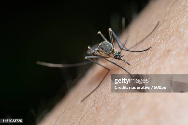 close-up of insect on human hand,indonesia - blutsaugen stock-fotos und bilder
