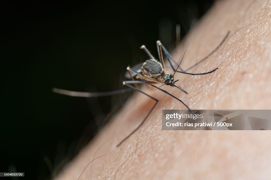 Humans With Insect Closeup Of Insect On Human Hand Indonesia High-Res Stock Photo - Getty ...
