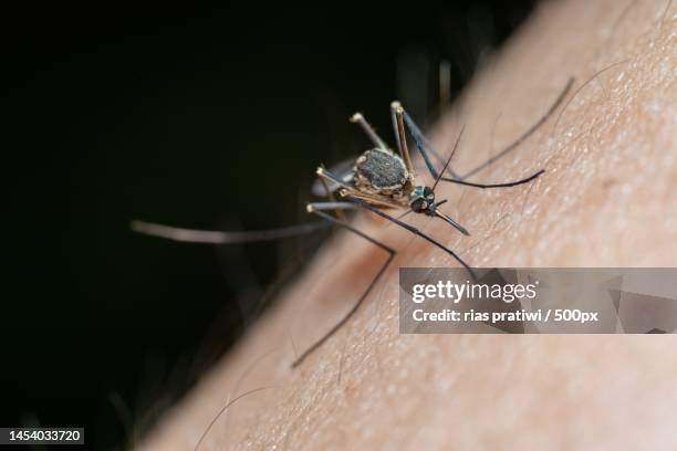 close-up of insect on human hand,indonesia - zika virus stock pictures, royalty-free photos & images