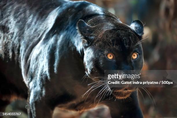 close-up of black cat - black leopard stock pictures, royalty-free photos & images