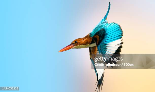 close-up of kingfisher flying against clear sky,multan,punjab,pakistan - common kingfisher fotografías e imágenes de stock