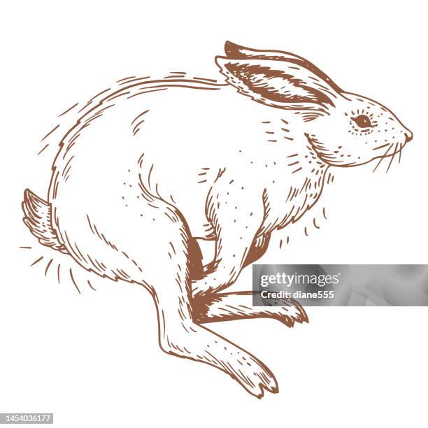 linework sketchy jumping rabbit - rabbit jump stock illustrations