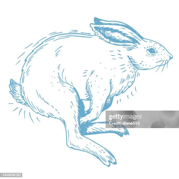Rotting Rabbit Drawing 69 Rabbit Hopping Drawing Stock Photos, High-Res Pictures, and Images ...