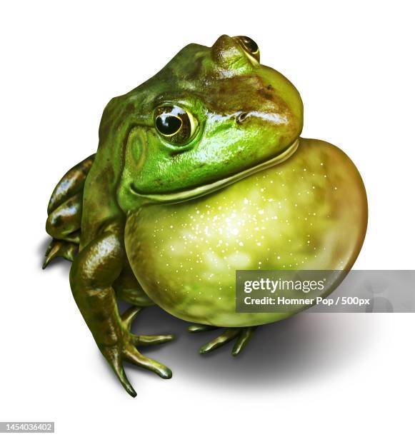 close-up of bullamerican bullfrog over white background - giant frog stock pictures, royalty-free photos & images