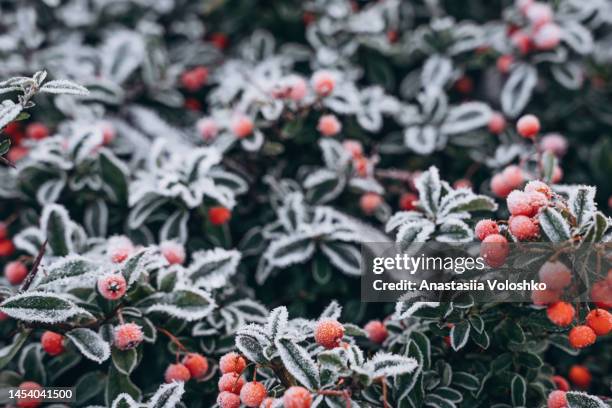 a bush with red berries in winter in a beautiful hoarfrost - febrero fotografías e imágenes de stock