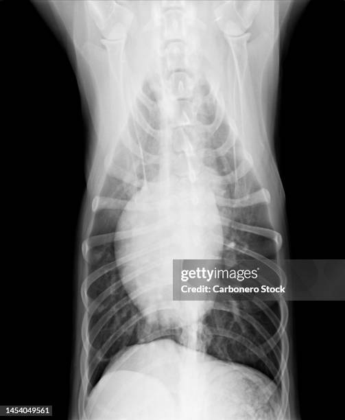 top view x-ray of part of a dog's skeleton. - dog x ray stock pictures, royalty-free photos & images