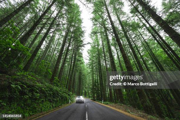 driving among tall pine trees, madeira island, portugal - bergstrasse stock-fotos und bilder