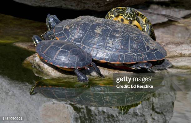 painted turtle (chrysemys picta) and reflections - eastern painted turtle stock pictures, royalty-free photos & images