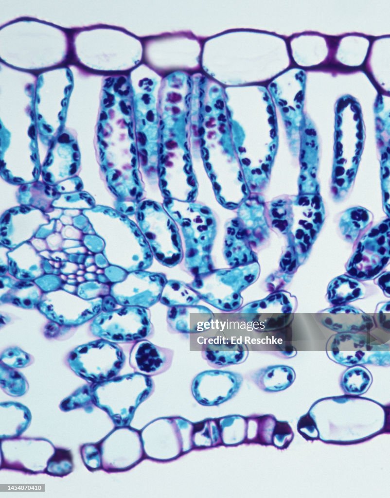 LILAC LEAF (Syringa) in cross section showing GUARD CELLS and STOMA in the lower Epidermis, 200X