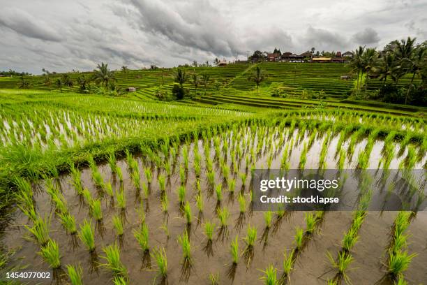 jatiluwih rice terraces landscape, bali - rice paddy stockfoto's en -beelden