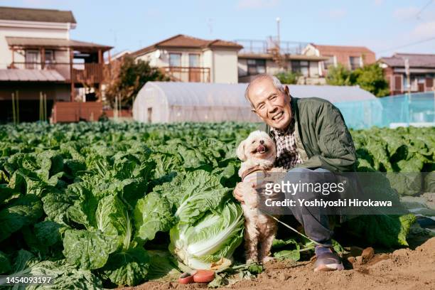 smiling senior farmer in his own field in big city - 調布 stockfoto's en -beelden