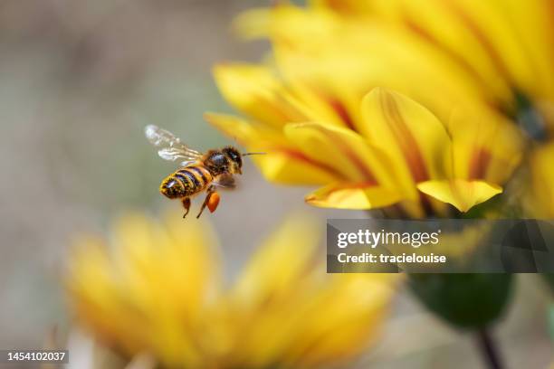 honey bee - fly insect stock pictures, royalty-free photos & images