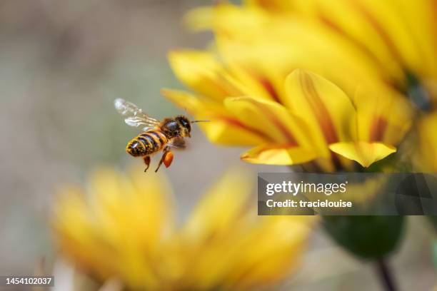 honey bee - bee 個照片及圖片檔