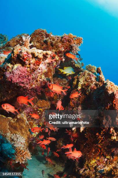 underwater   explore and enjoy  coral reef  sea life - soldierfish stock pictures, royalty-free photos & images