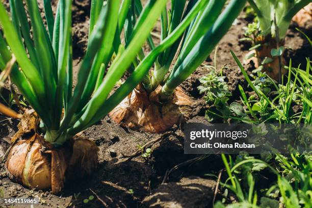 green onions grow from the ground - cebola imagens e fotografias de stock
