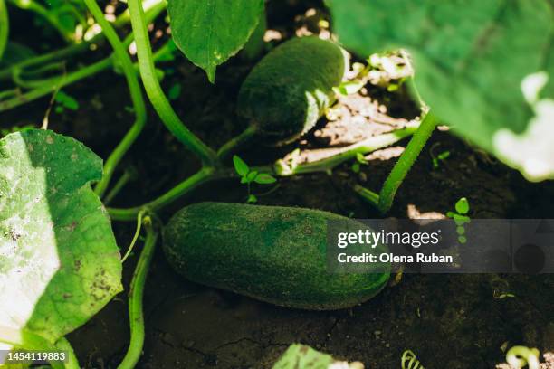 cucumbers in garden - cucumber leaves stock pictures, royalty-free photos & images