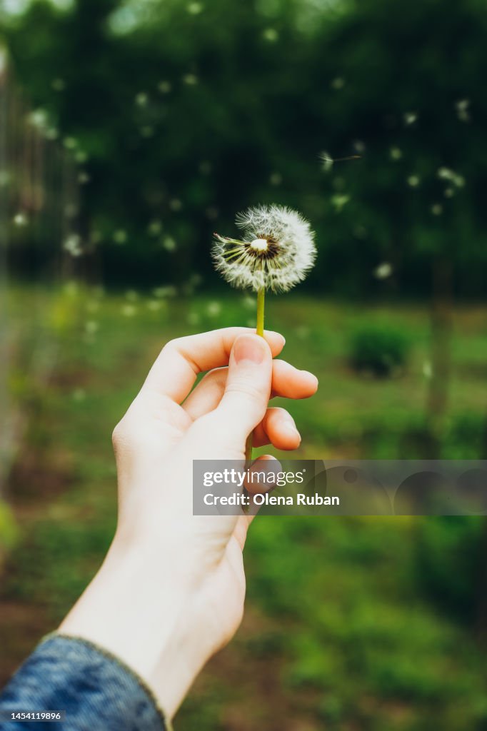 Woman's hand and blowing dandelion