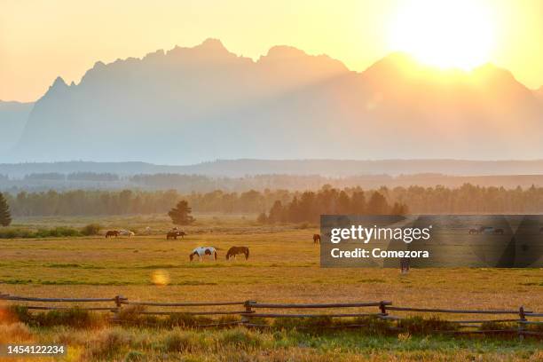 teton range landscape at morning sunlight, grand teton national park, usa - national bison gebirge stock-fotos und bilder