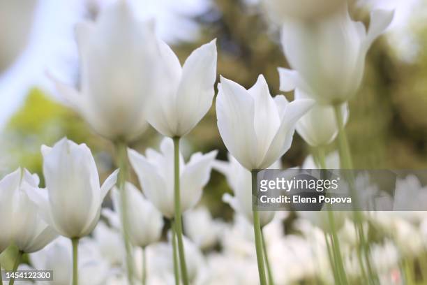 fragile white tulip flowers against greenery meadow background, low angle view - morning dew flower garden stock-fotos und bilder