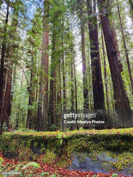 Norcal Forests 6,553 Northern California Woods Stock Photos, High-Res Pictures, and ...