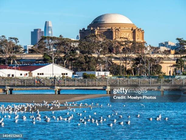 palace of fine arts and san francisco skyline - art and city museum stock pictures, royalty-free photos & images