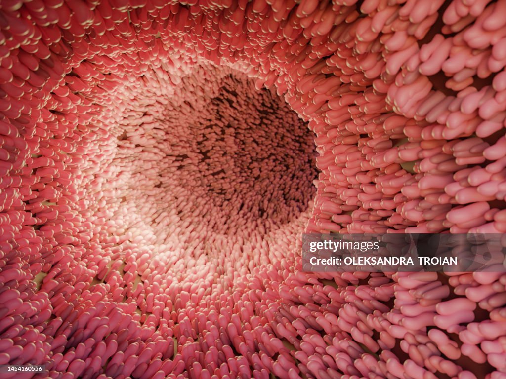 Human close-up inner view of intestine. 3d render of digestive anatomy